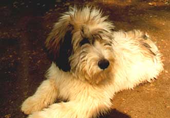 Furman