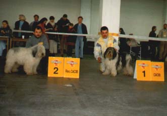 Najlepsze psy wystawy POZNAN '96 1.CACIB - Int CH ZADZIOR z Ameliwki 2. res CACIB FURMAN Konkury